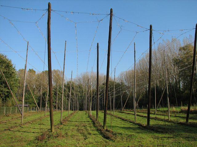 Herfstwandeling 1 2008 10 12 12