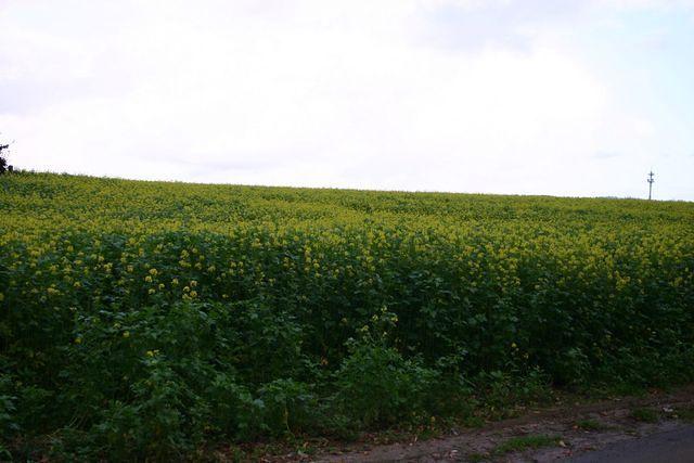 Herfstwandeling 2009 10 25 12