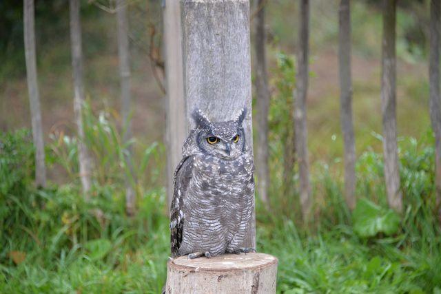 Herfstwandeling 2019 10 20 06