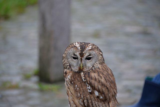 Herfstwandeling 2019 10 20 07