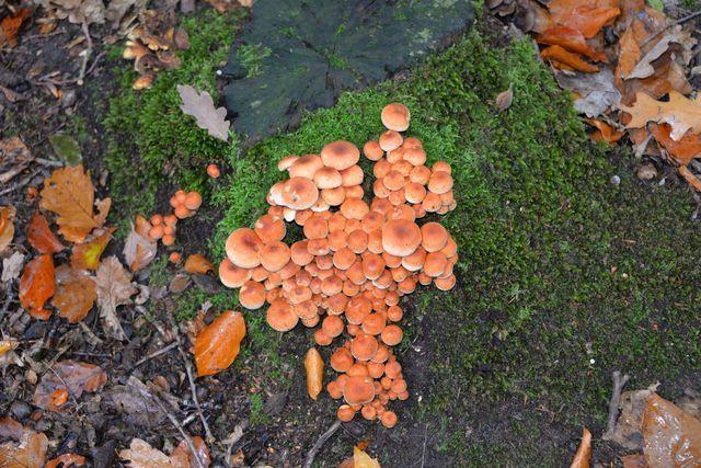 Herfstwandeling 2019 10 20 35